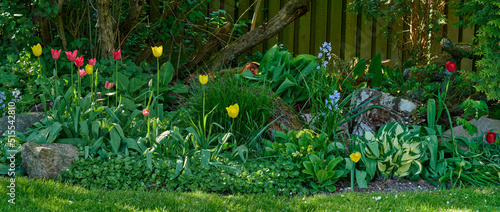 Fototapeta Naklejka Na Ścianę i Meble -  Wide angle of a colorful flower garden with various plants. Lush green flowerbed with tulips and bluebells on a lawn in a backyard. Vibrant nature scene of flowering bushes in spring for copy space
