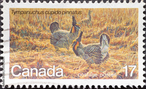CANADA - CIRCA 1980: a postage stamp from CANADA, showing a Greater Prairie Chicken (Tympanuchus cupido pinnatus). Circa 1980. photo