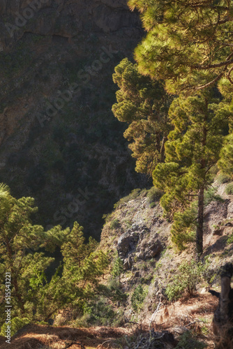 Landscape of pine forest in mountains on sunny day outside with copy space in Spain. Lush green trees in secluded woods. Peaceful isolated hiking and tourist destination in La Palma on Canary Islands
