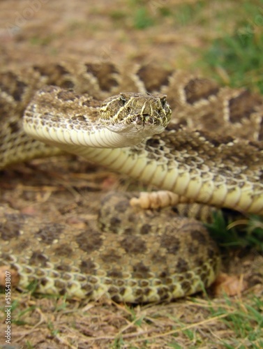close up of a  venomous prairie rattlesnake on the trail  in summer in pawnee national grassland in northeastern colorado near greeley    