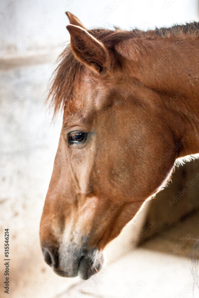 Fototapeta premium Horse Live In Stable