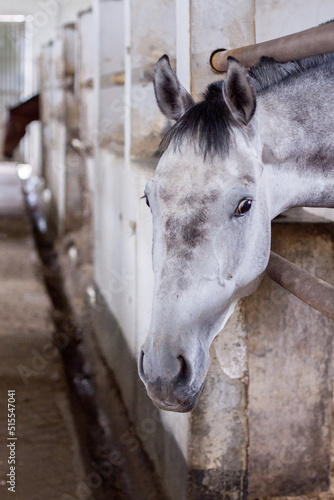 Horse Live In Stable