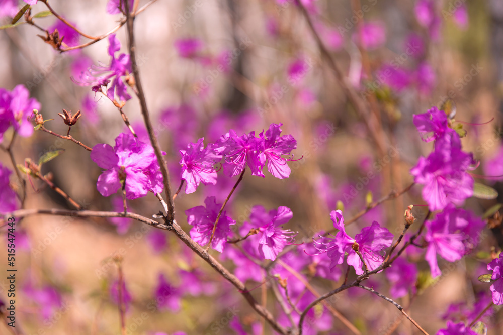 Purple labrador tea flowers on blur background. Pink wild rosmary defocused photo. Purple labrador tea flowers on blur background. Pink wild rosmary defocused photo.