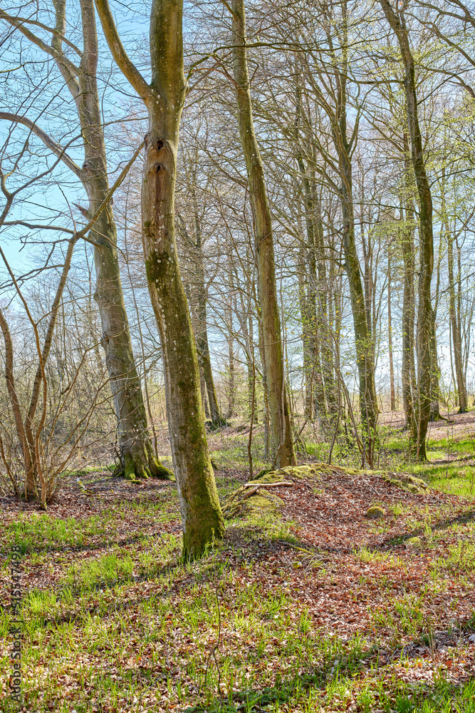 Quiet lonely forest on a fresh sunny morning, tall trees growing in a willd woodland. Quiet, peaceful nature in harmony with zen and soothing ambience. Tranquil, quiet wood landscape with copyspace Quiet lonely forest on a fresh sunny morning, tall trees growing in a willd woodland. Quiet, peaceful nature in harmony with zen and soothing ambience. Tranquil, quiet wood landscape with copyspace