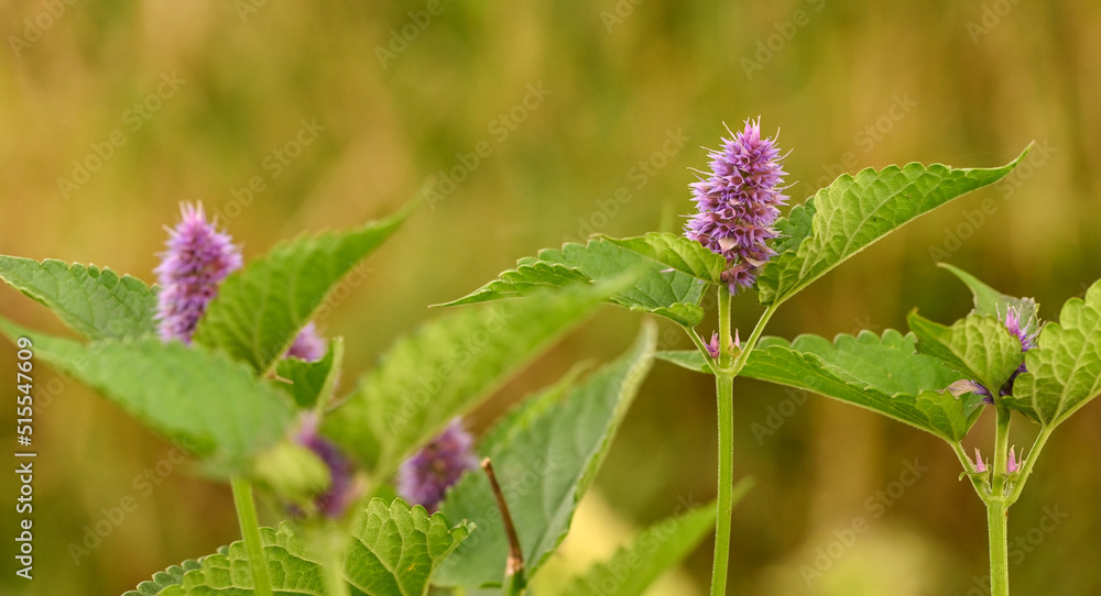 Close-up of agastache foeniculum, Belgium Close-up of agastache foeniculum, Belgium