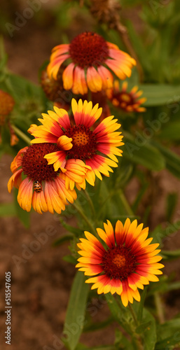 Beautiful close-up of gaillardia  Belgium