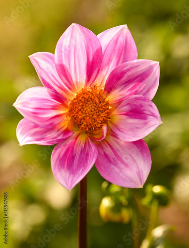 Beautiful close-up of a pink dahlia