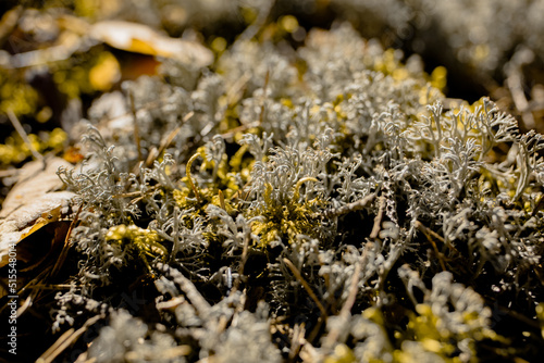 Moss on the stone
