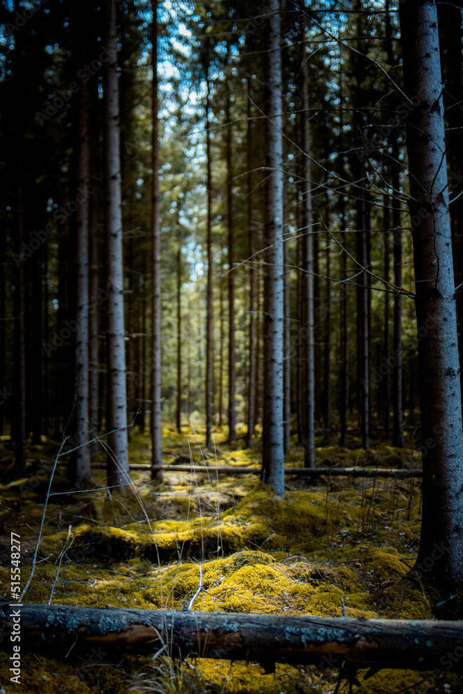 Obraz premium Dark Wild forest with sunlight