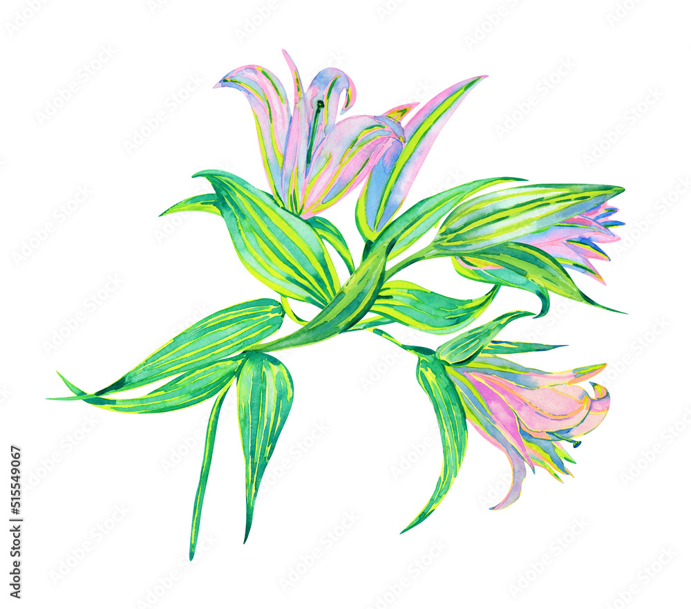 Lily branch with flowers and leaves, watercolor drawing isolated on white Lily branch with flowers and leaves, watercolor drawing isolated on white