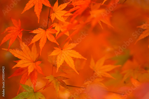 Red maple leaf in autumn with maple tree under sunlight landscape.Maple leaves turn yellow, orange, red in autumn.