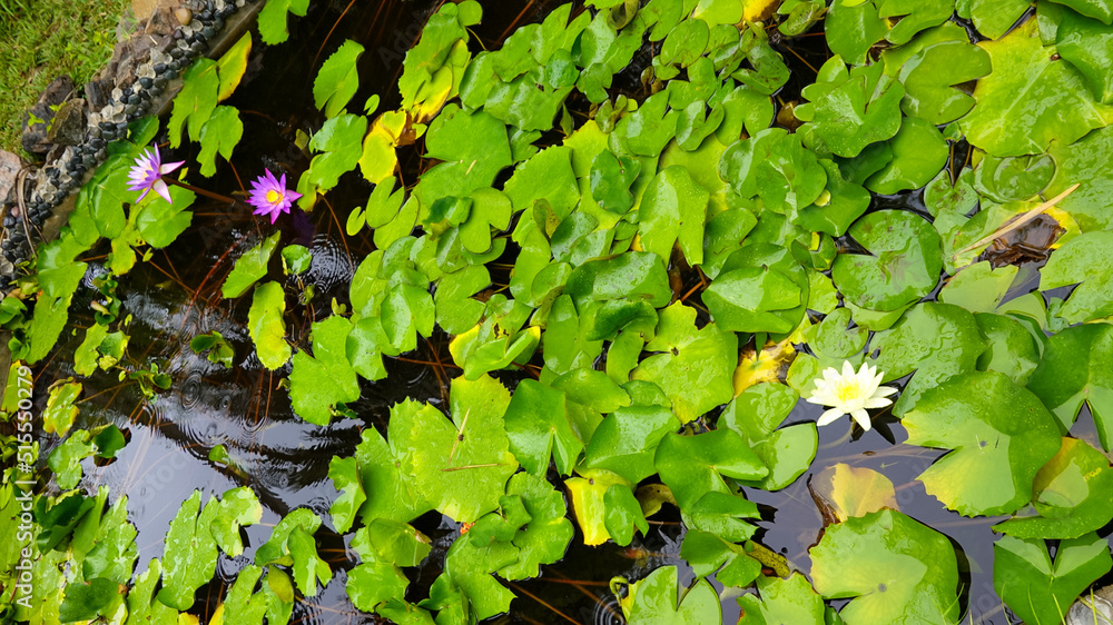 beautiful bright colorful water lilies in the pond, green leaves beautiful bright colorful water lilies in the pond, green leaves