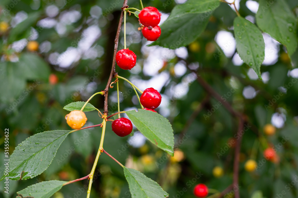 Red cherries with water drops between leaves on branch of cherry tree Red cherries with water drops between leaves on branch of cherry tree