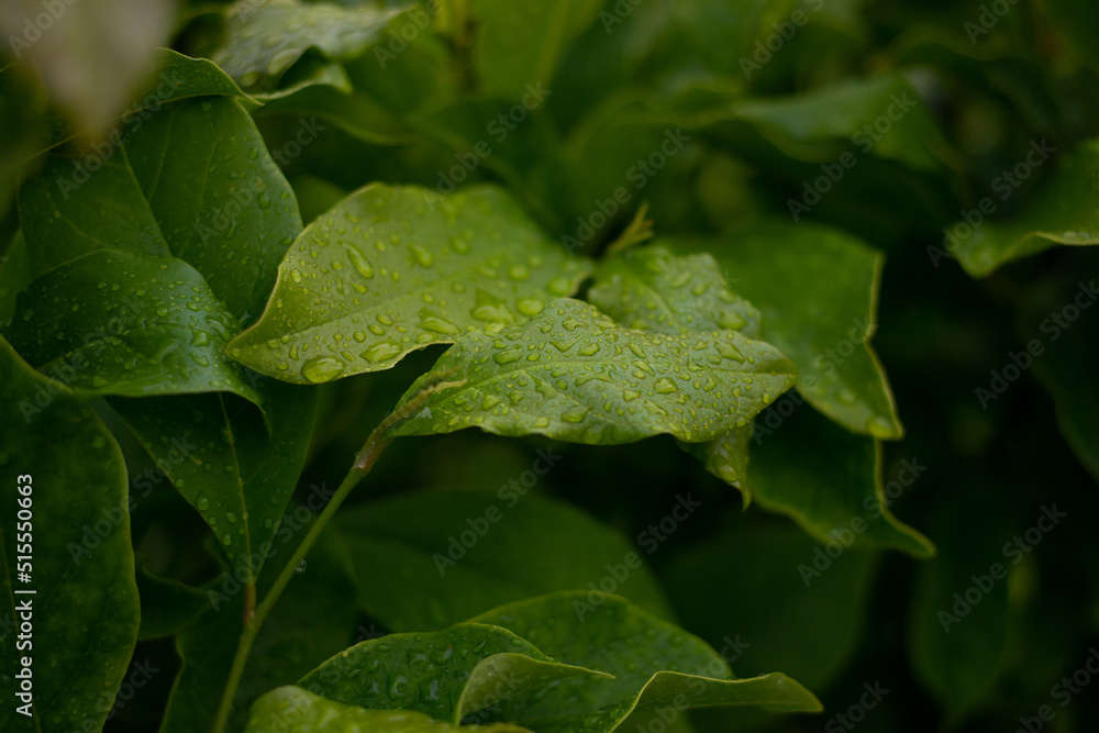 closeup selective focus shot of a hosta plant leaf covered in dew droplets closeup selective focus shot of a hosta plant leaf covered in dew droplets