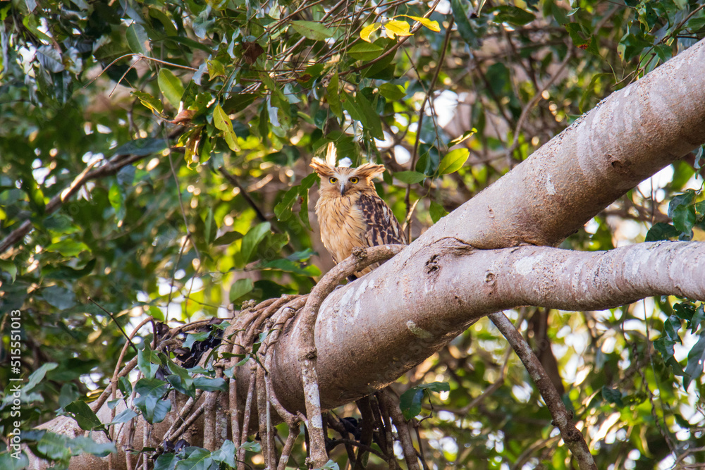 owl perched on a branch