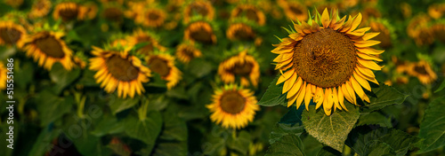 one Beautiful sunflower sunrise  with a natural background. Selective focus.   golden light  Sunflower blooming. Close-up of sunflower. yellow behind oange hand Moldova