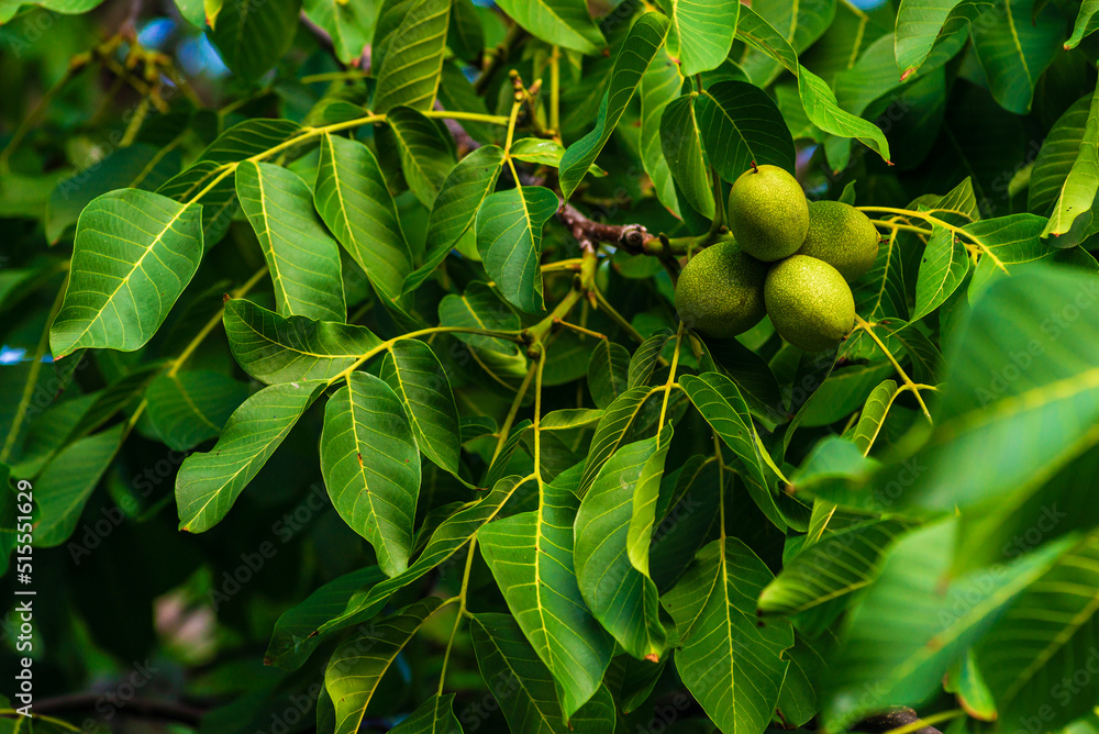 Green walnuts growing on a tree, close up, waiting to be harvested ...
