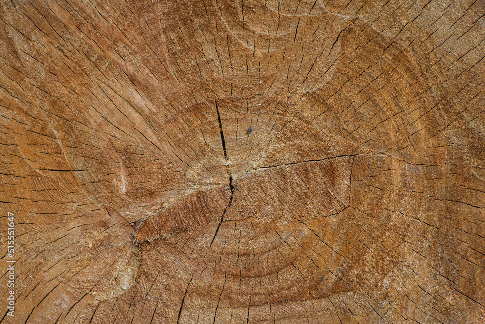 Naklejka premium wood cross section. Old wooden oak tree cut surface. Detailed warm dark brown and orange tones of a felled tree trunk or stump. Rough organic texture of tree rings with close up of end grain.