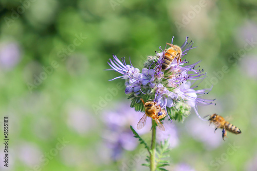 Bees collect pollen and nectar in flowers by pollinating a flower. © adragan