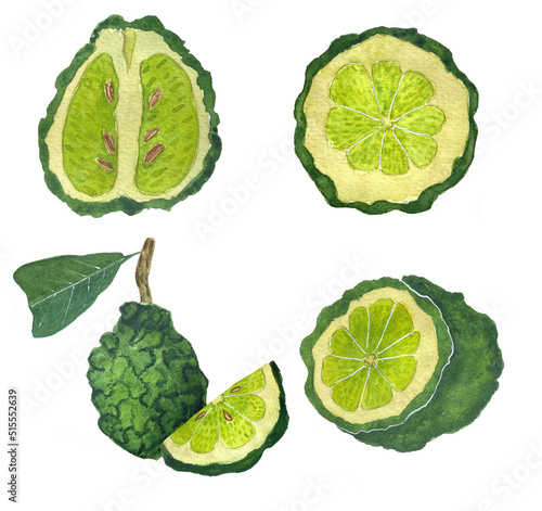 Bergamot with leaves watercolor illustration. Set of hand drawn watercolor bergamots. Design for postcards, perfumes, tea bags, watercolor stickers