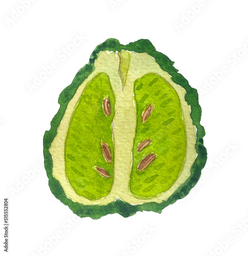 Watercolor illustration of bergamot fruit. Sliced bergamot.