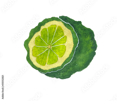 Watercolor illustration of bergamot fruit. Sliced bergamot.