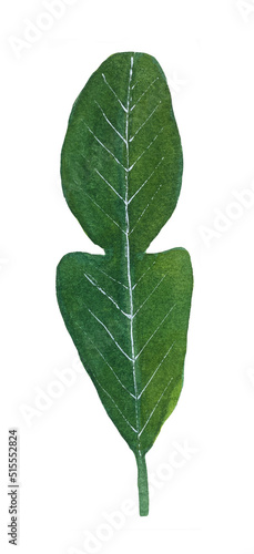 watercolor illustration of bergamot tree leaves, unusually shaped leaves painted in watercolor
