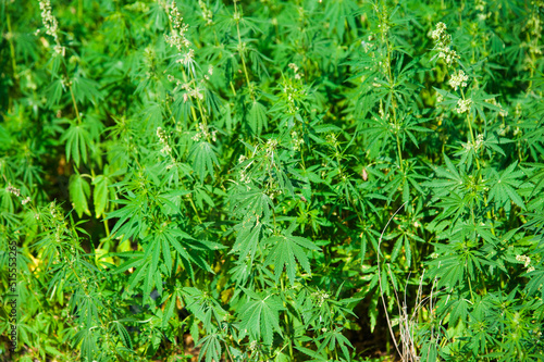 Wild cannabis grows in the meadow on a sunny summer day