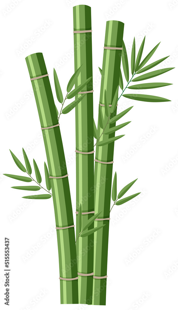 Fototapeta premium Isolated bamboos on white background