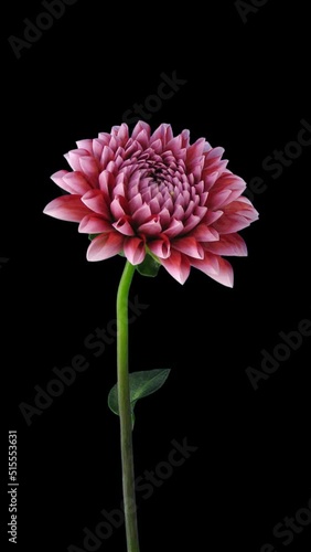 Time lapse of opening red-white dahlia flower with ALPHA transparency channel isolated on black background, vertical orientation