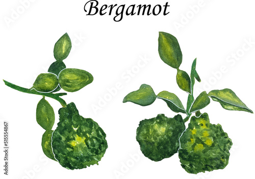 Watercolor illustration of bergamot fruit. Bergamot grows on a branch with leaves.