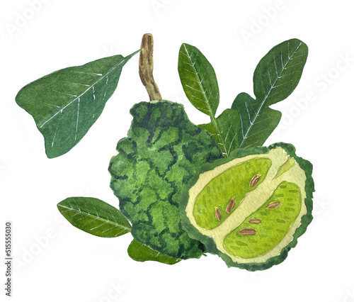 Watercolor illustration of bergamot fruit. Whole bergamot and cut.