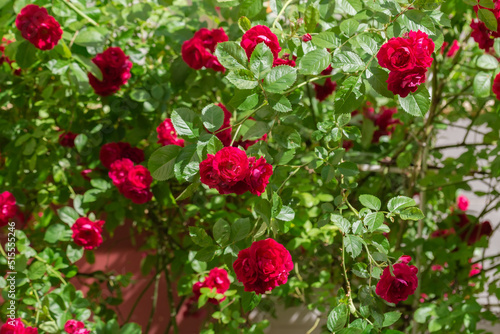 Garden rose with red flowers, close-up in selective focus