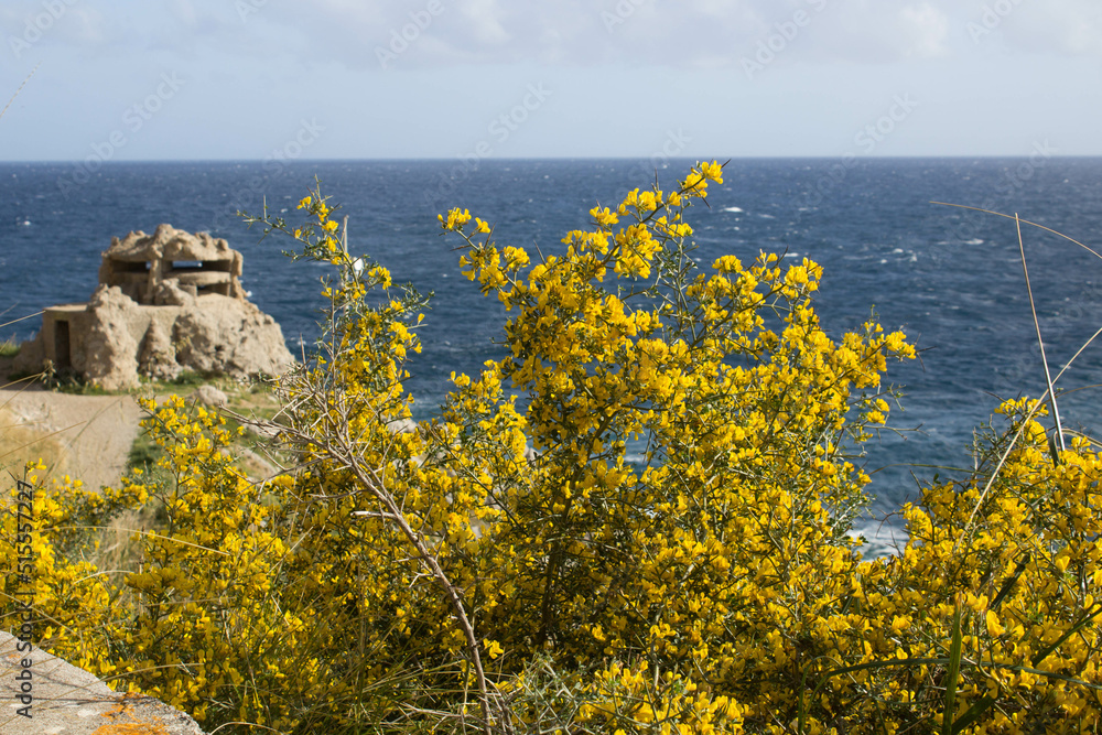 evocative close-up image of bush with yellow flowers with the
sea in the background in Sicily