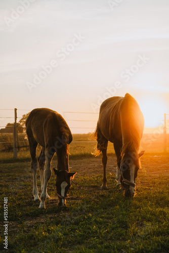 konie na pastwisku o zachodzie słońca - źrebak i klacz