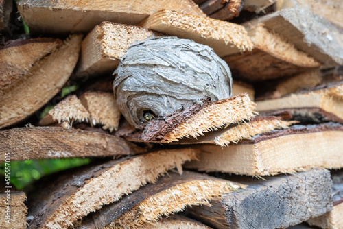 Wasp nest on cut wood photo