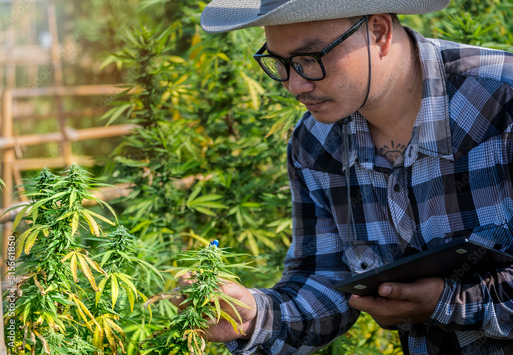 Man specialist checks up the cannabis maturity and quality by look closely and take note.