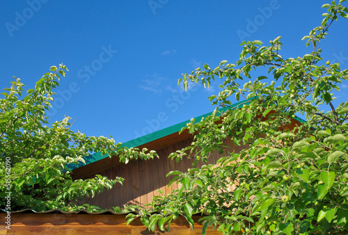 Apple tree branches over the roof of the house on a summer day