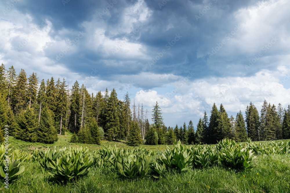 Fototapeta premium Meadow covered with vegetation on hillside against backdrop of fir trees and cloudy sky