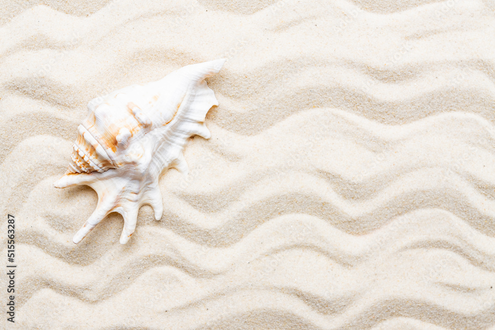 Travel and vacation concept. Sea shells on sand background. Natural frame. waves on sand. Copy space for your design Travel and vacation concept. Sea shells on sand background. Natural frame. waves on sand. Copy space for your design