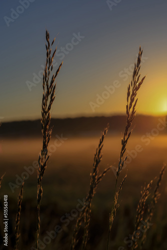 A blade of grass against the backdrop of falling fog during sunrise in Poland