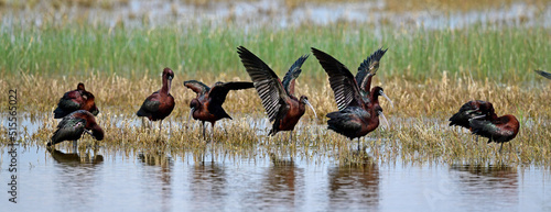 Braune Sichler // Glossy ibis (Plegadis falcinellus) - Griechenland // Greece  photo