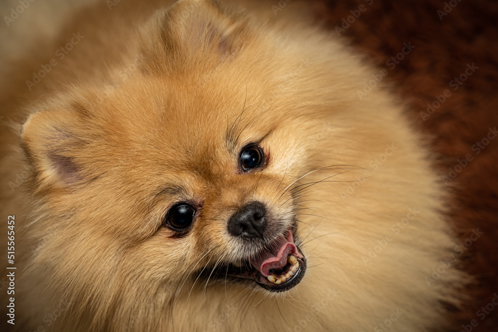 muzzle of a spitz dog breed close-up muzzle of a spitz dog breed close-up