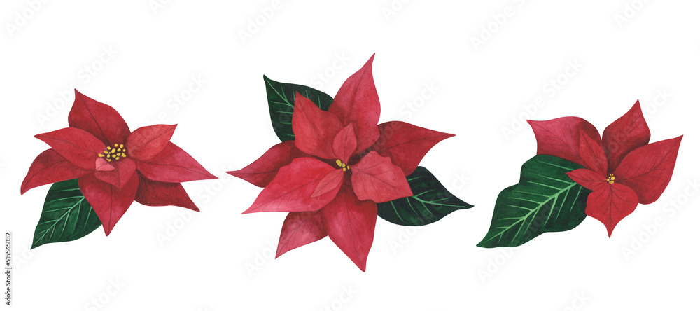 Fototapeta premium Poinsettia set Christmas plant isolated on white background. Watercolor hand drawn Xmas illustration. Art for decoration