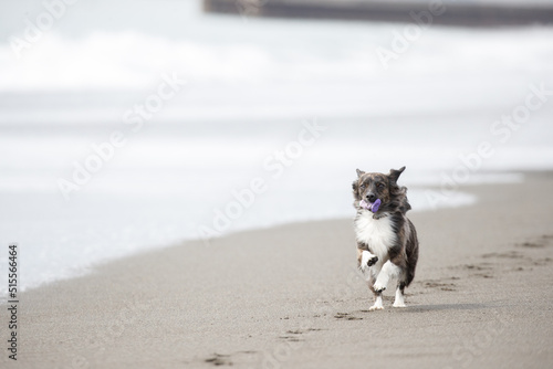 海岸の波打ち際で遊ぶチワックスの犬 © D maborosi