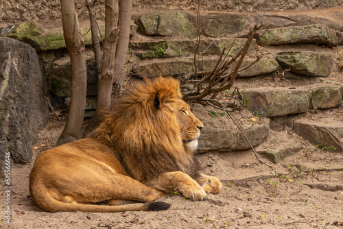 A lion with a chic mane is resting on a clear day in a rocky area