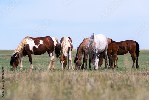 horses graze in the steppe