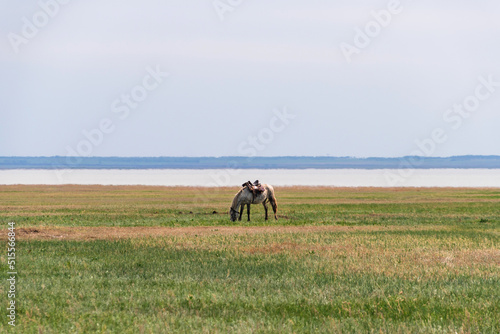 horses graze in the steppe