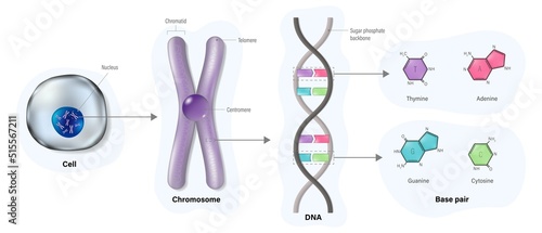 Diagram of Cell structure, Chromosome, DNA(Deoxyribonucleic Acid) and Base pair. Thymine, Adenine, Guanine and Cytosine. Vector for scientific study.