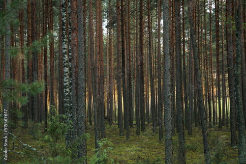 forest in the morning © vlkdmtr